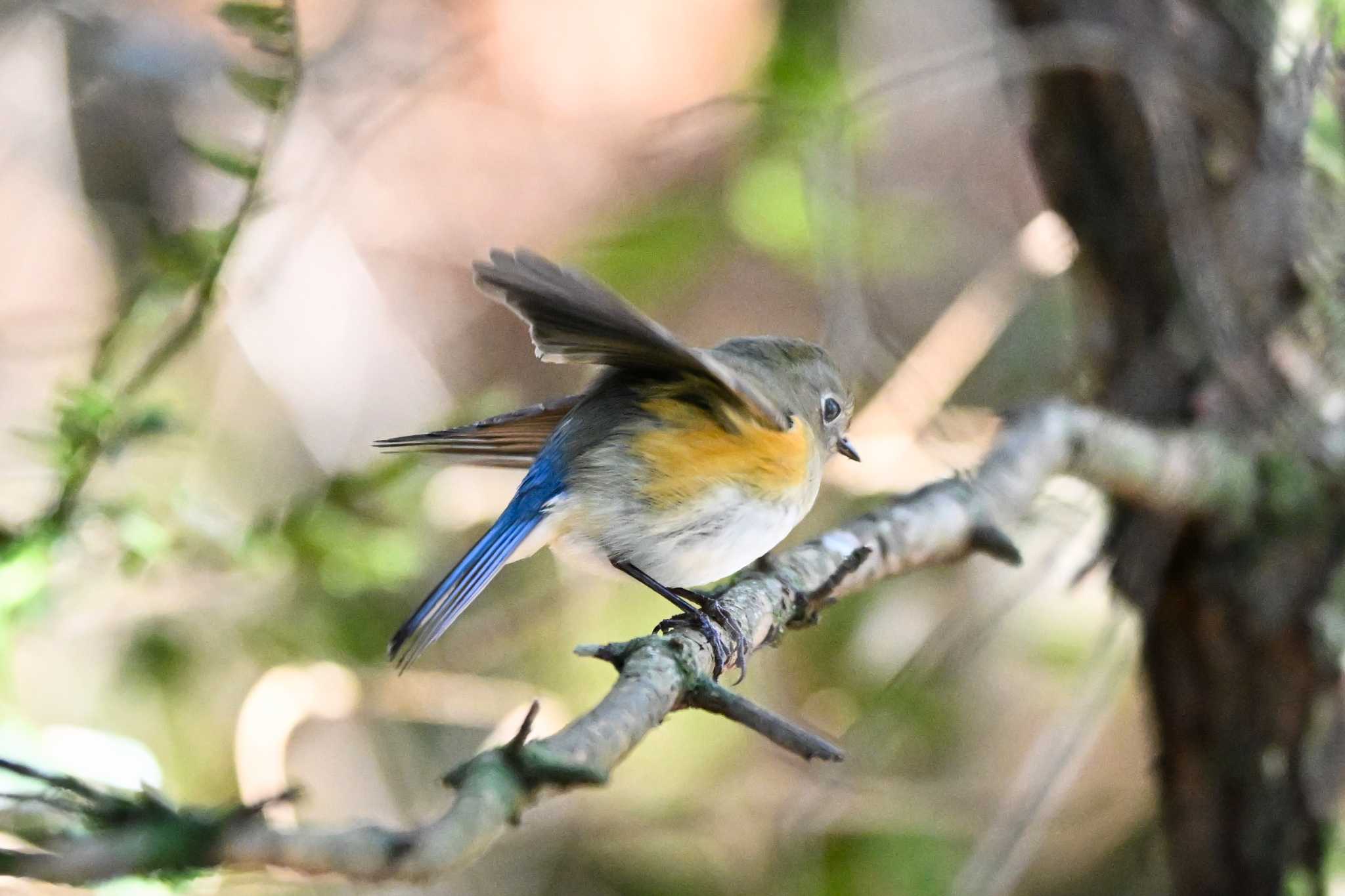 Photo of Red-flanked Bluetail at Mt. Tsukuba by Yokai