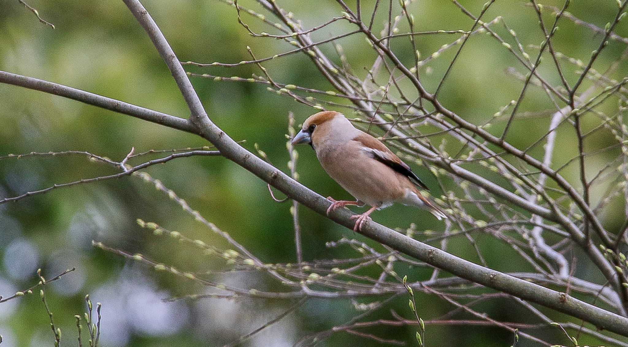 シメ