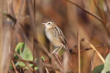 2023年11月11日(土) 笠岡干拓(岡山)の野鳥観察記録