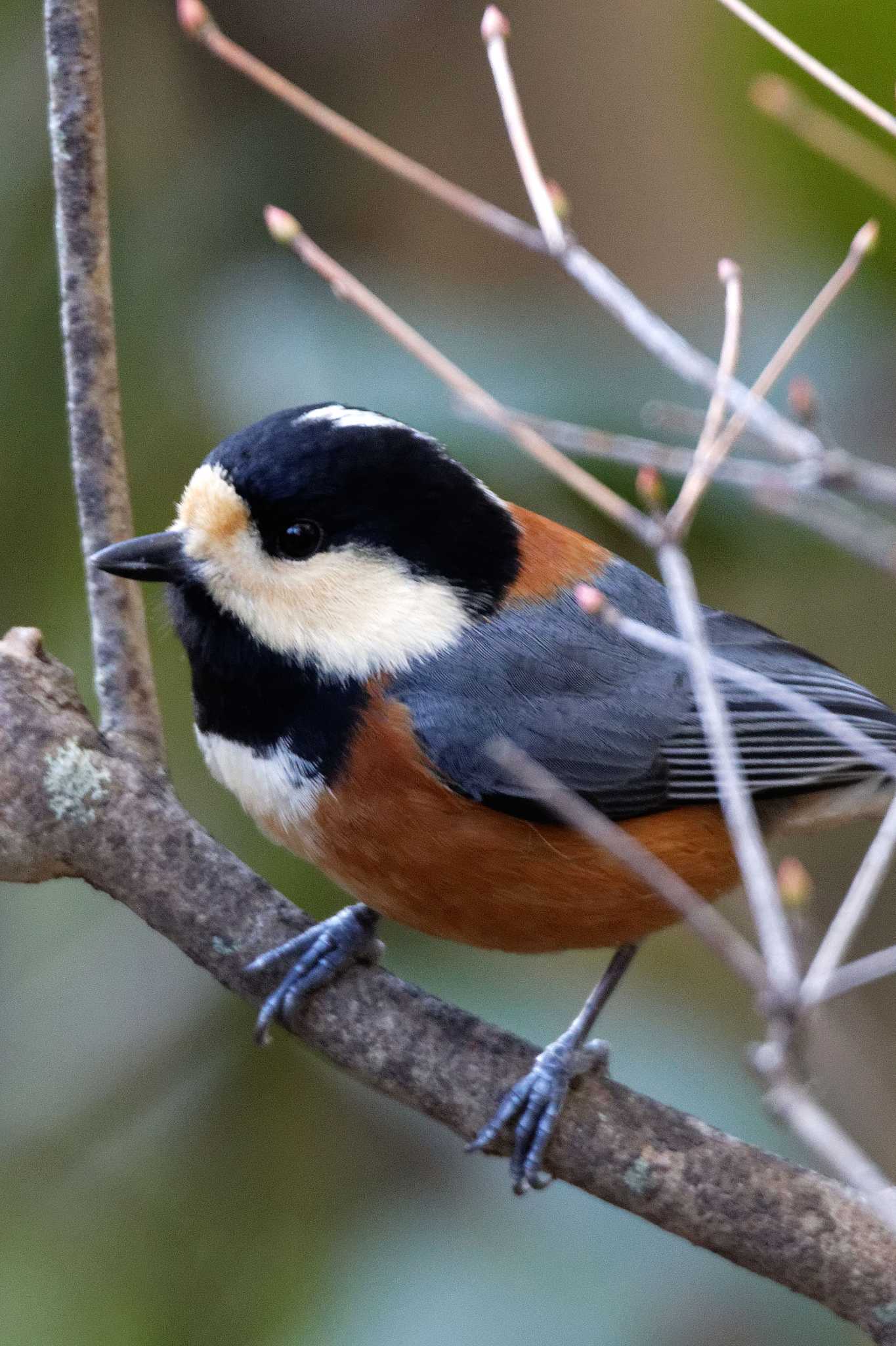 Varied Tit