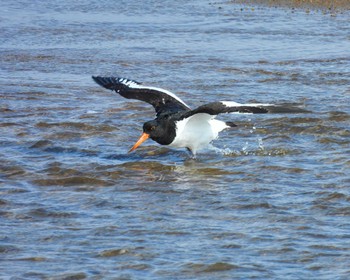 Eurasian Oystercatcher 安濃川河口 Wed, 11/29/2023