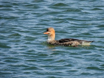 Red-breasted Merganser 安濃川河口 Wed, 11/29/2023