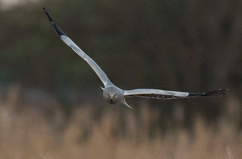 Hen Harrier Unknown Spots Unknown Date