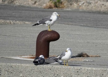 2023年11月26日(日) 浜坂サンビーチの野鳥観察記録