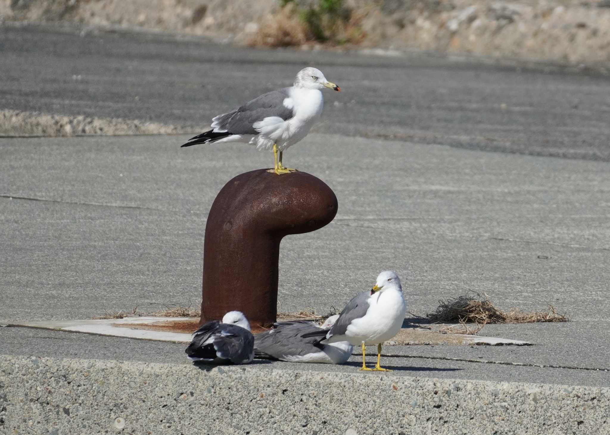 Black-tailed Gull