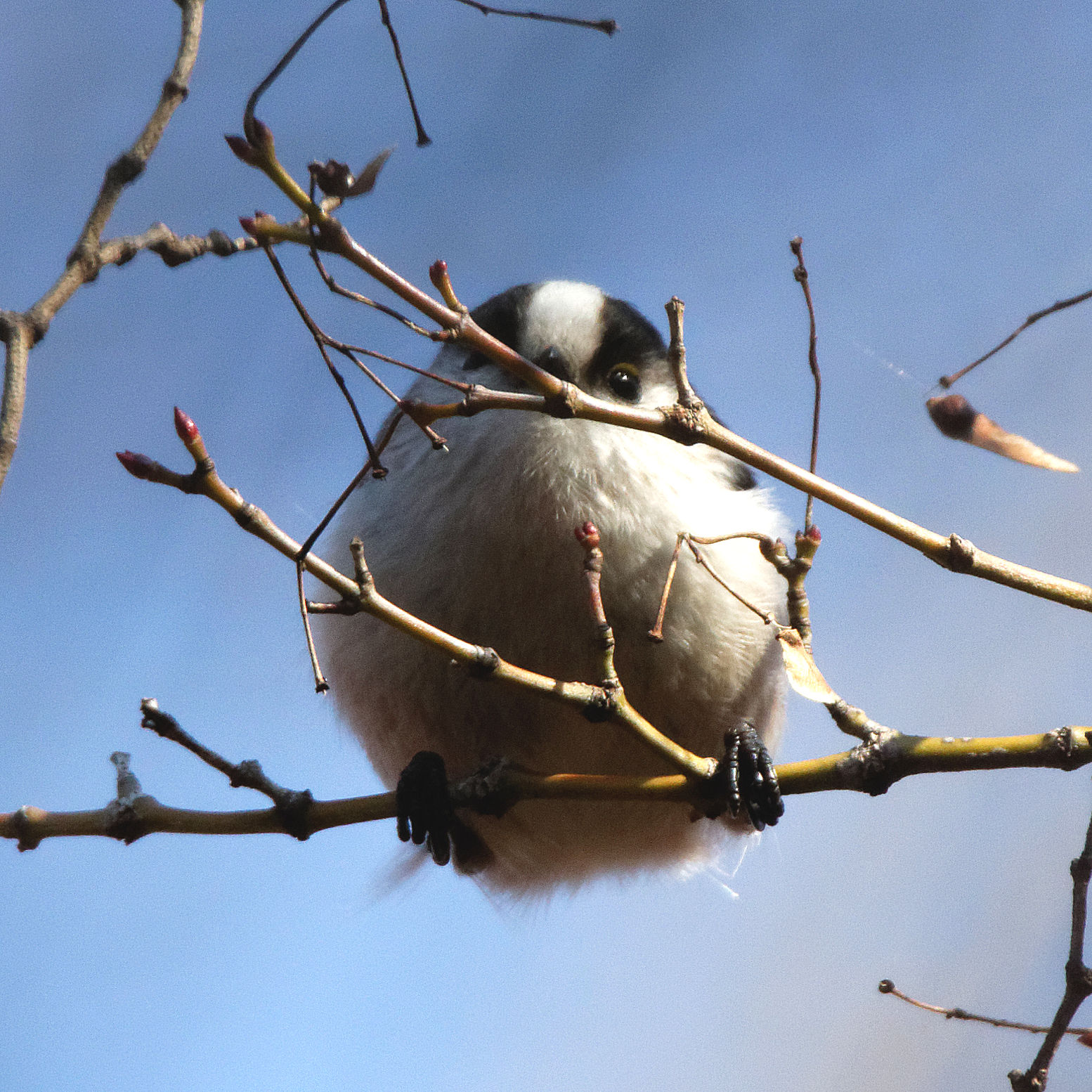 Long-tailed Tit