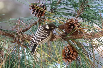 Japanese Pygmy Woodpecker 夙川河川敷緑地(夙川公園) Sun, 11/26/2023