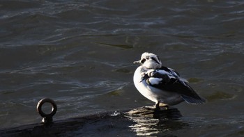 2023年12月1日(金) 小諸第一発電所貯水池&その近郊の野鳥観察記録