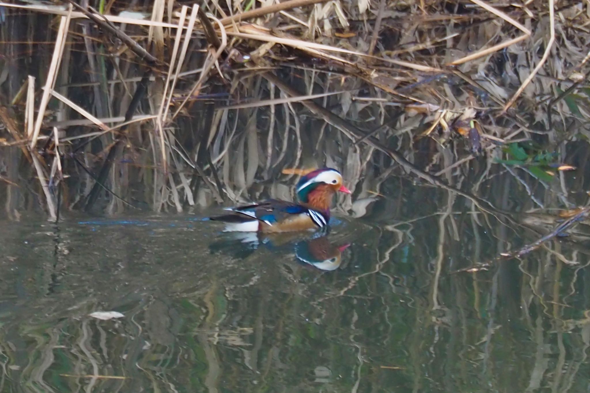 Photo of Mandarin Duck at こどもの国(横浜市) by ぬま