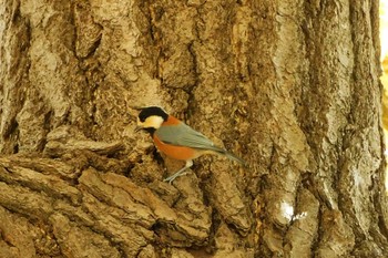 2023年12月1日(金) 日比谷公園の野鳥観察記録