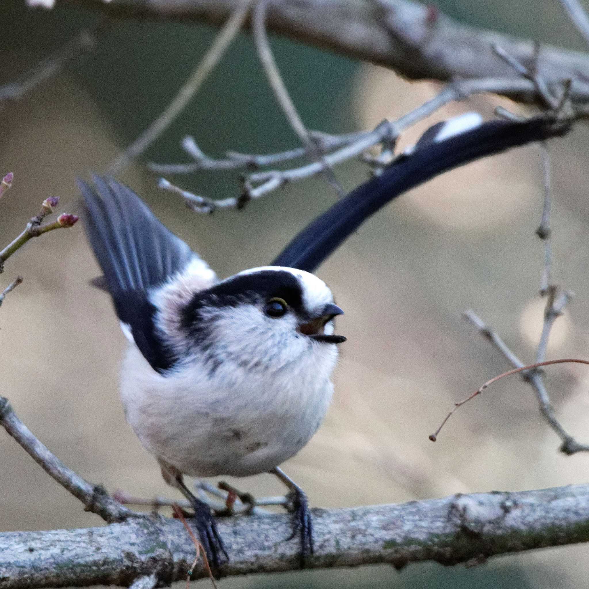 Photo of Long-tailed Tit at 岐阜公園 by herald