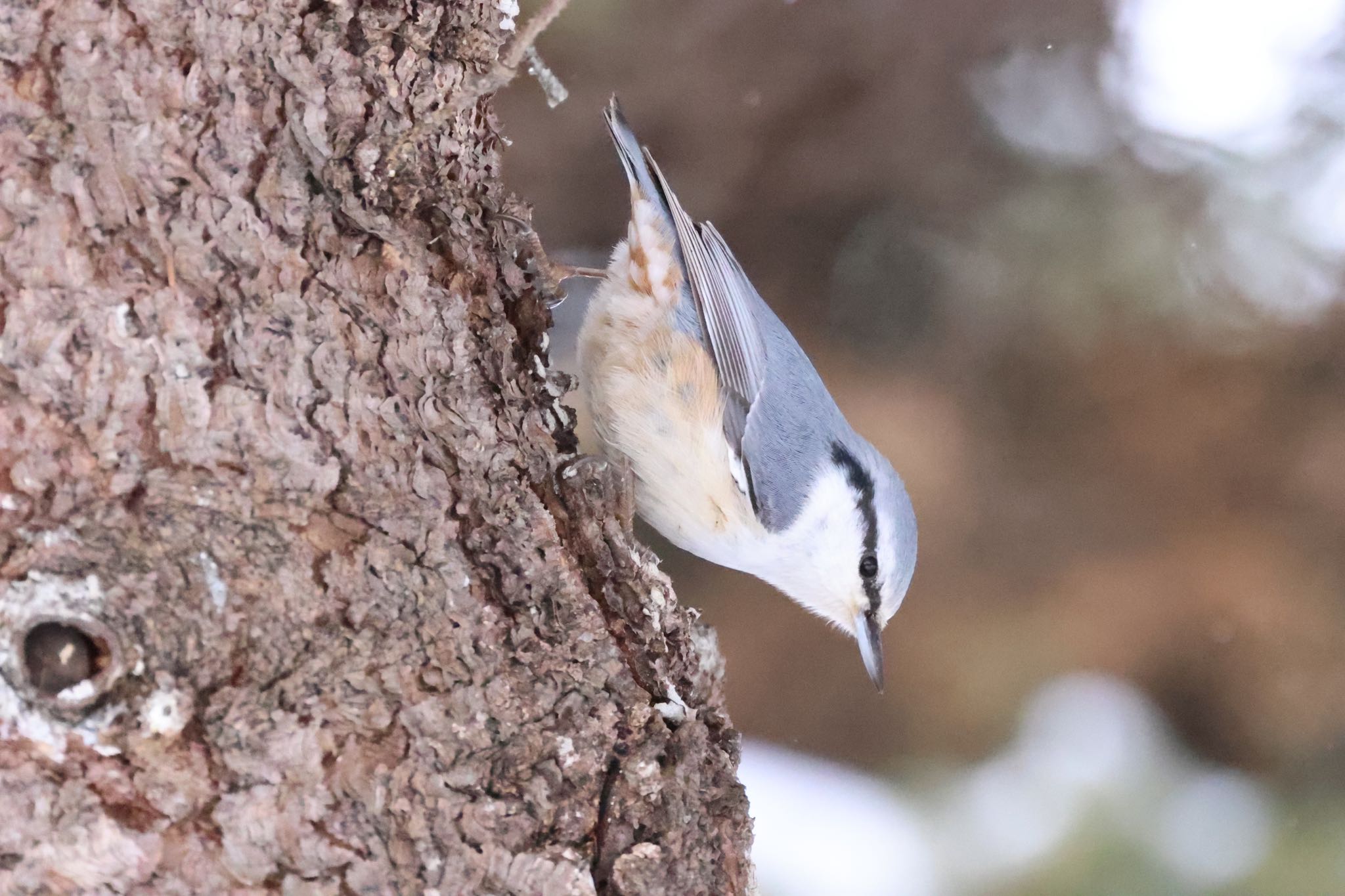 Eurasian Nuthatch(asiatica)