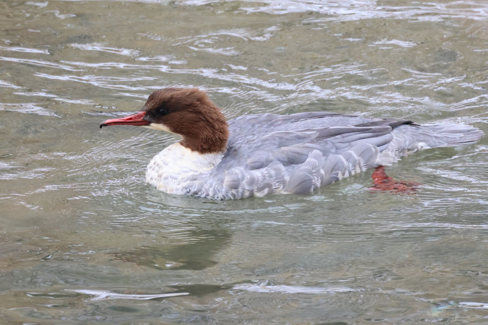 Common Merganser