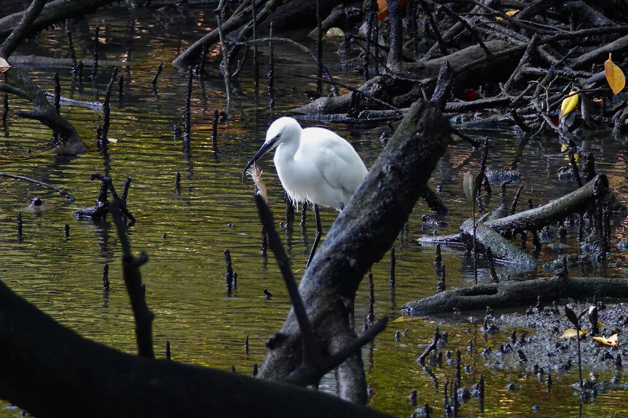 Little Egret