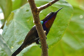 ノドアカタイヨウチョウ Sungei Buloh Wetland Reserve 2023年3月16日(木)