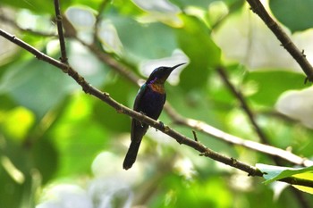 ノドアカタイヨウチョウ Sungei Buloh Wetland Reserve 2023年3月16日(木)