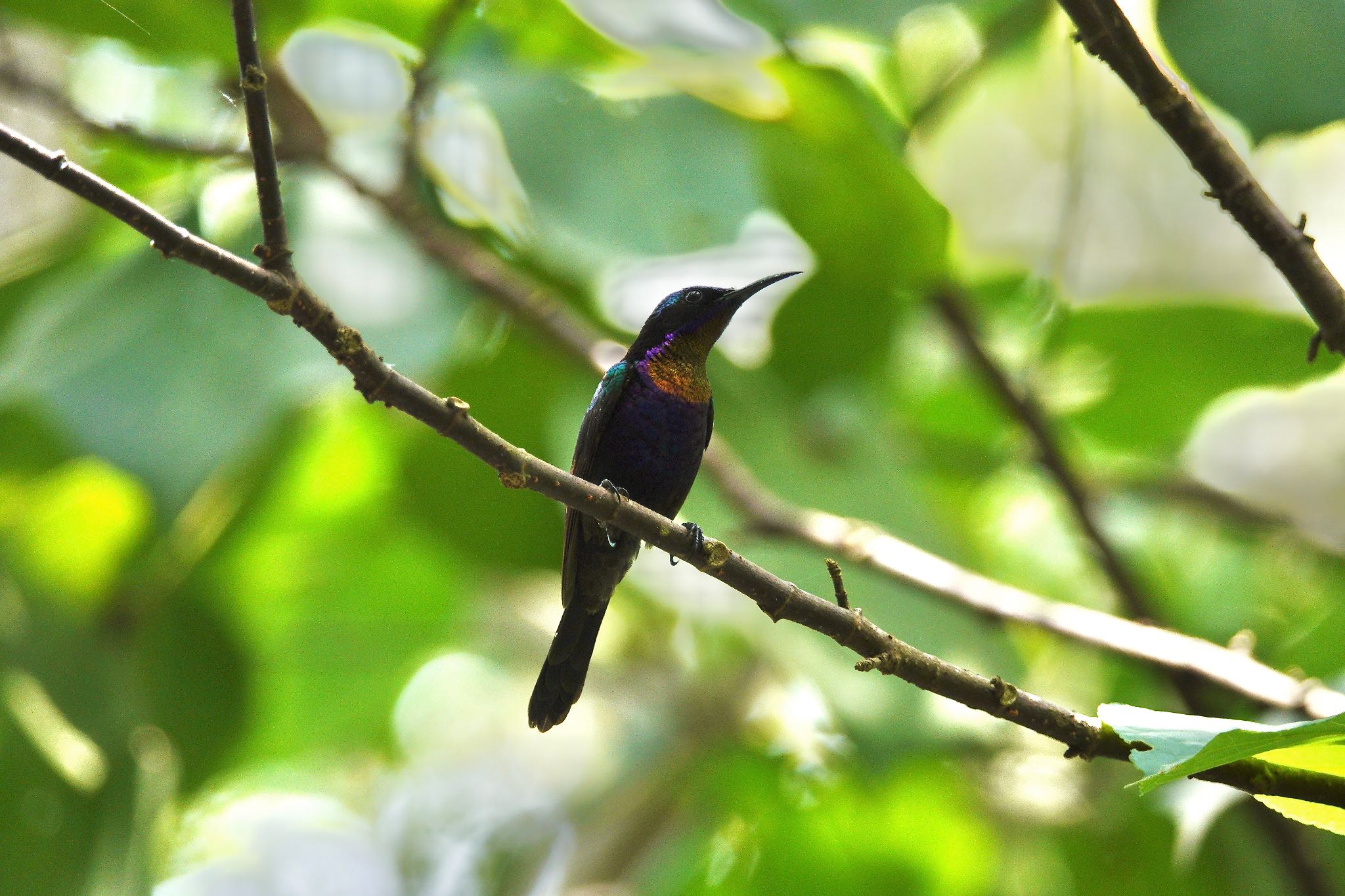 Copper-throated Sunbird