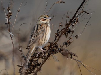 Chestnut-eared Bunting 長崎県 Tue, 11/28/2023