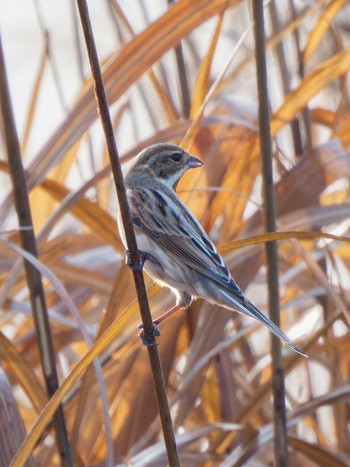 Common Reed Bunting 長崎県 Tue, 11/28/2023