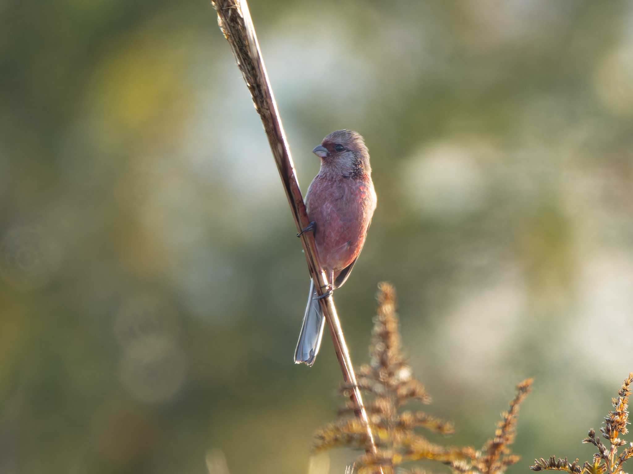 Photo of Siberian Long-tailed Rosefinch at 長崎県 by ここは長崎