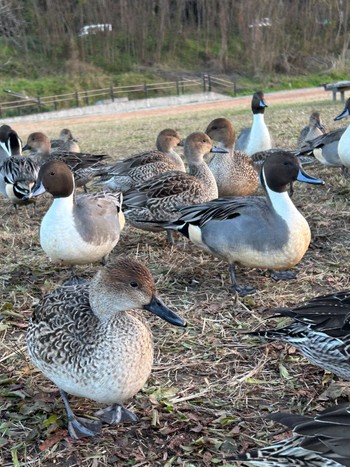 オナガガモ あぶくま親水公園 2023年12月1日(金)