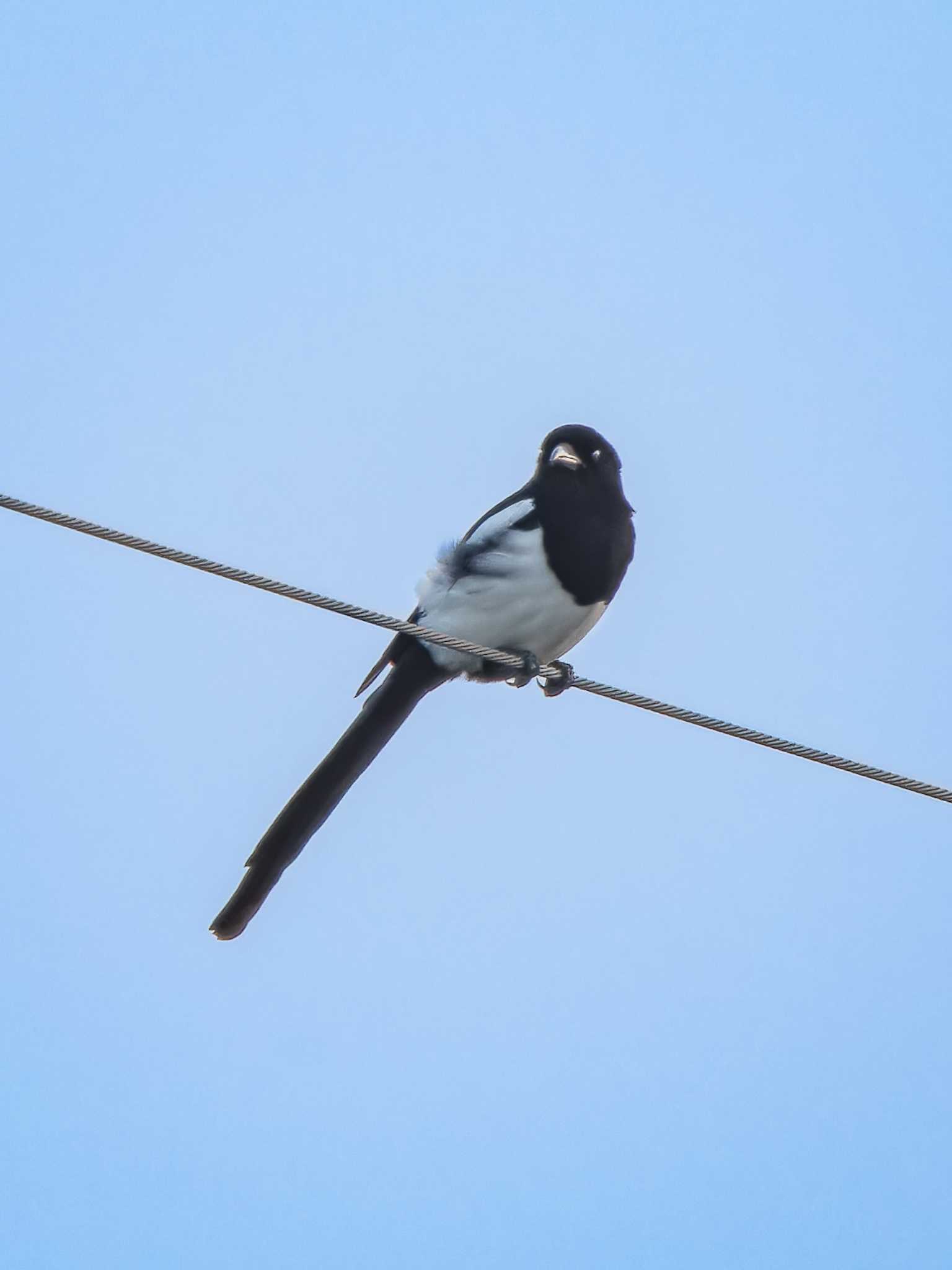 Photo of Eurasian Magpie at 長崎県 by ここは長崎