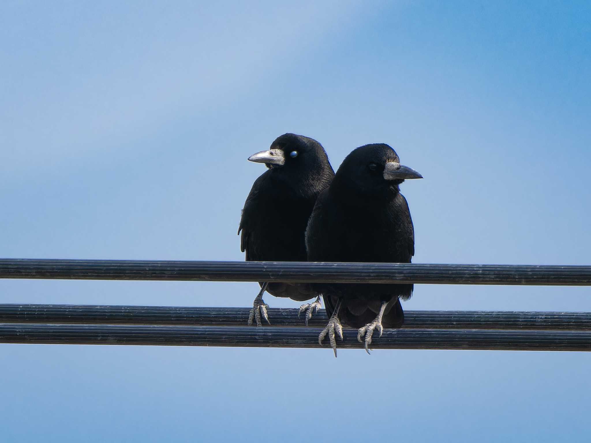 Photo of Rook at 長崎県 by ここは長崎