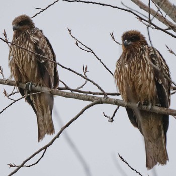 2015年12月30日(水) 琵琶湖の野鳥観察記録