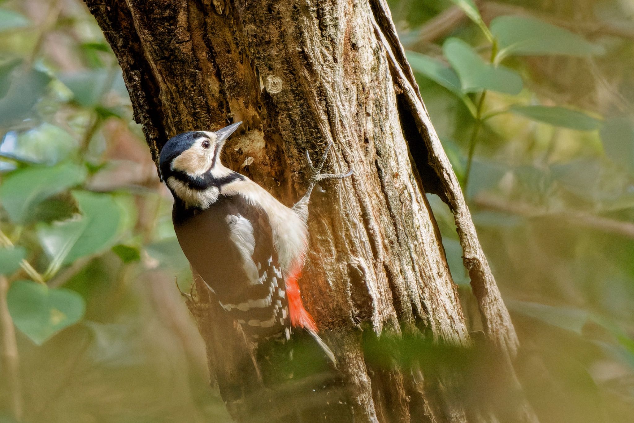 Photo of Great Spotted Woodpecker at Mizumoto Park by アポちん