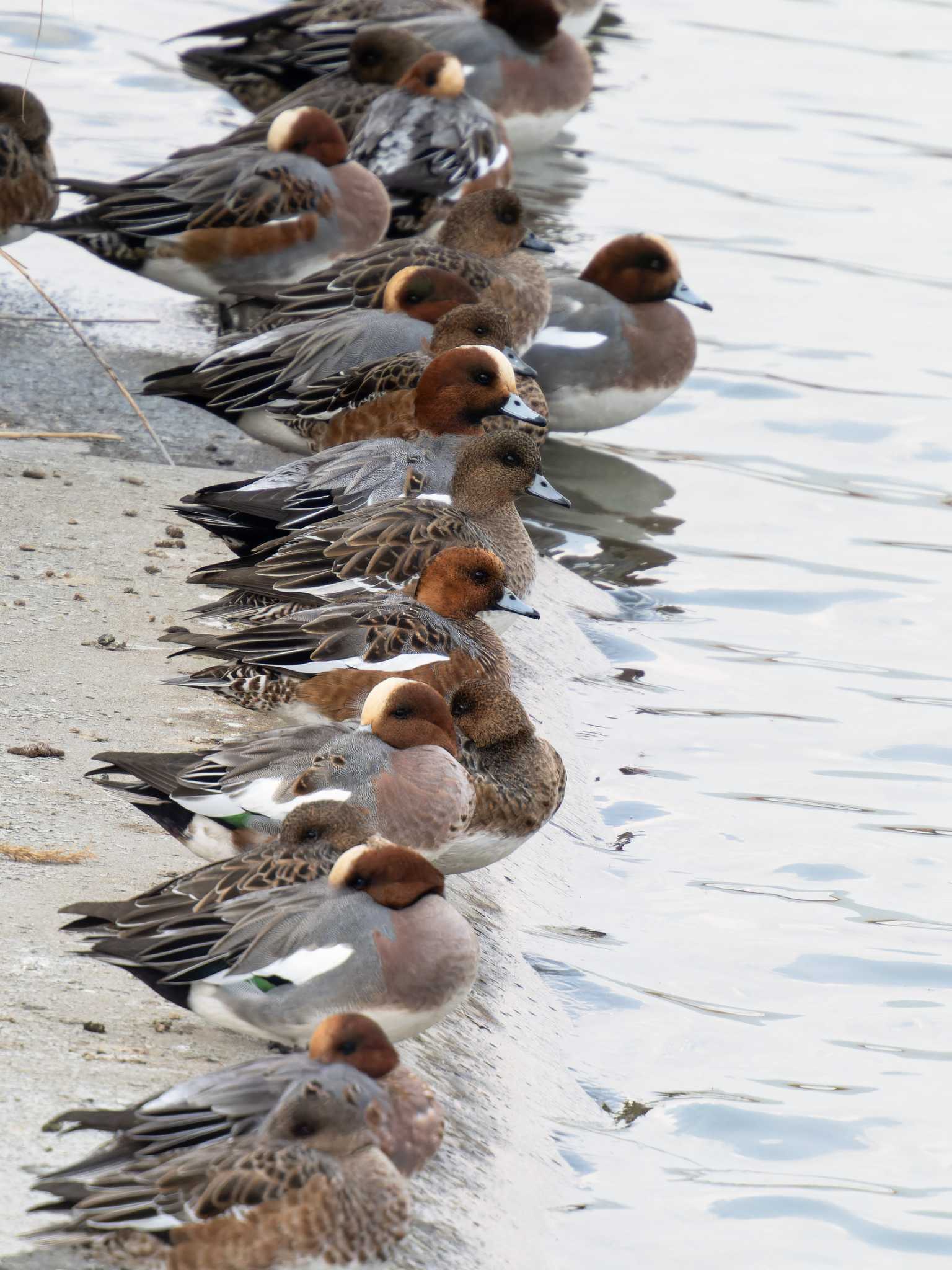 Photo of Eurasian Wigeon at 長崎県 by ここは長崎