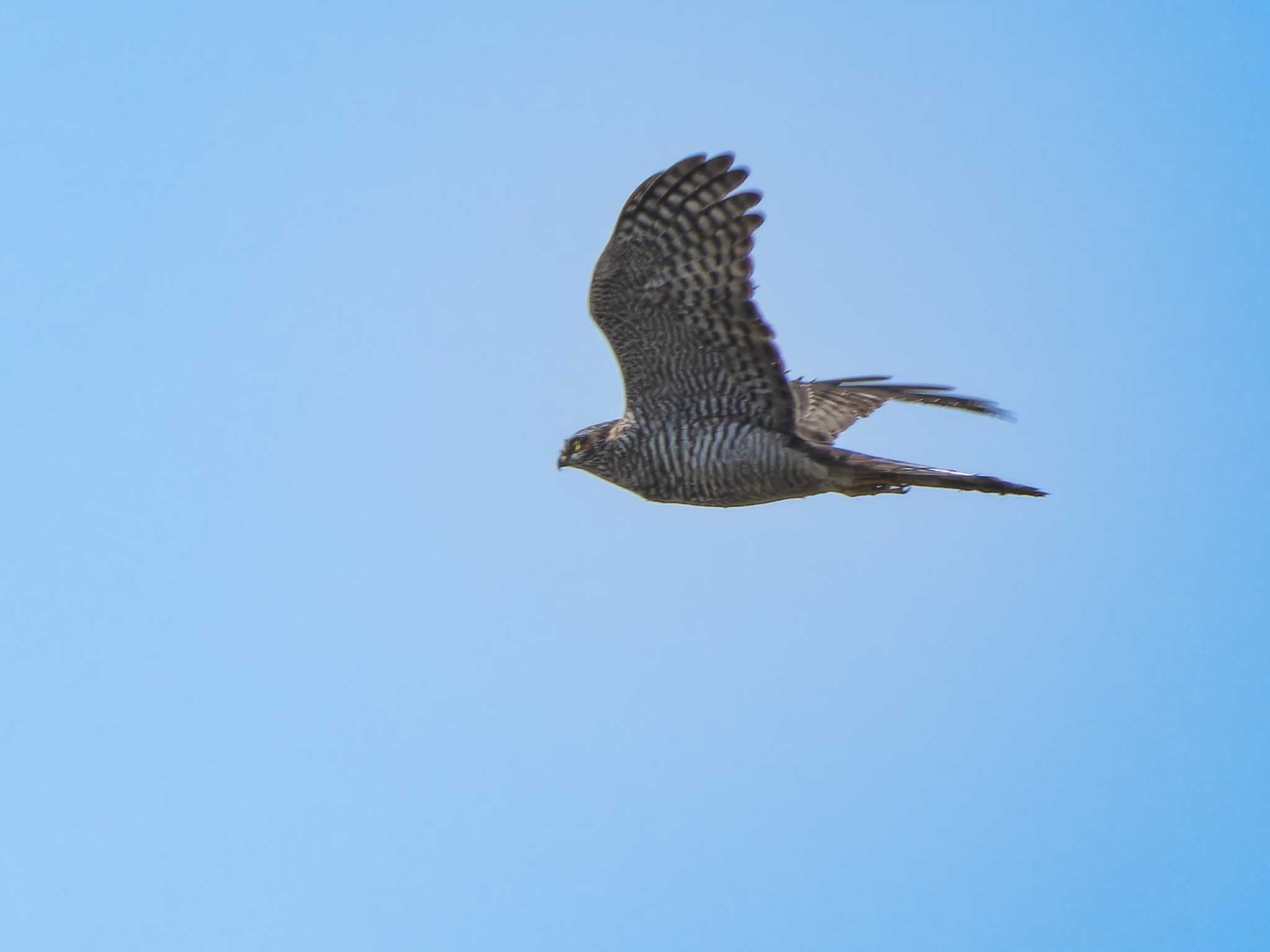 Photo of Eurasian Sparrowhawk at 長崎県 by ここは長崎