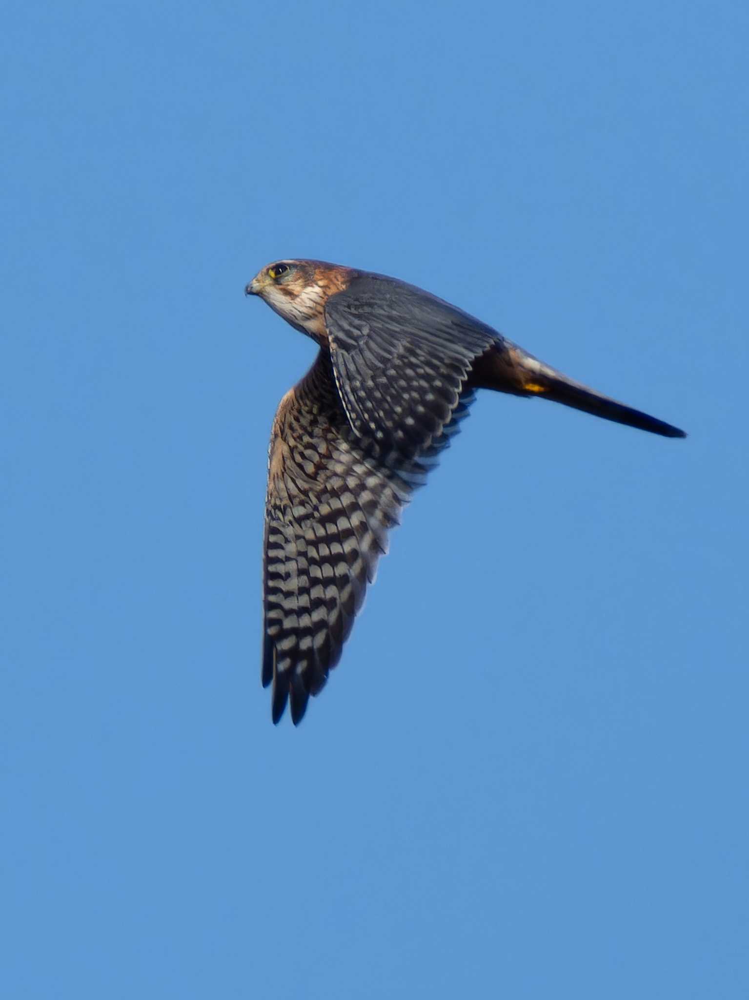 Photo of Merlin at 長崎県 by ここは長崎