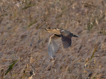 Eurasian Bittern 長崎県 Tue, 11/28/2023