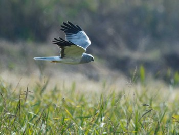 Hen Harrier 長崎県 Tue, 11/28/2023