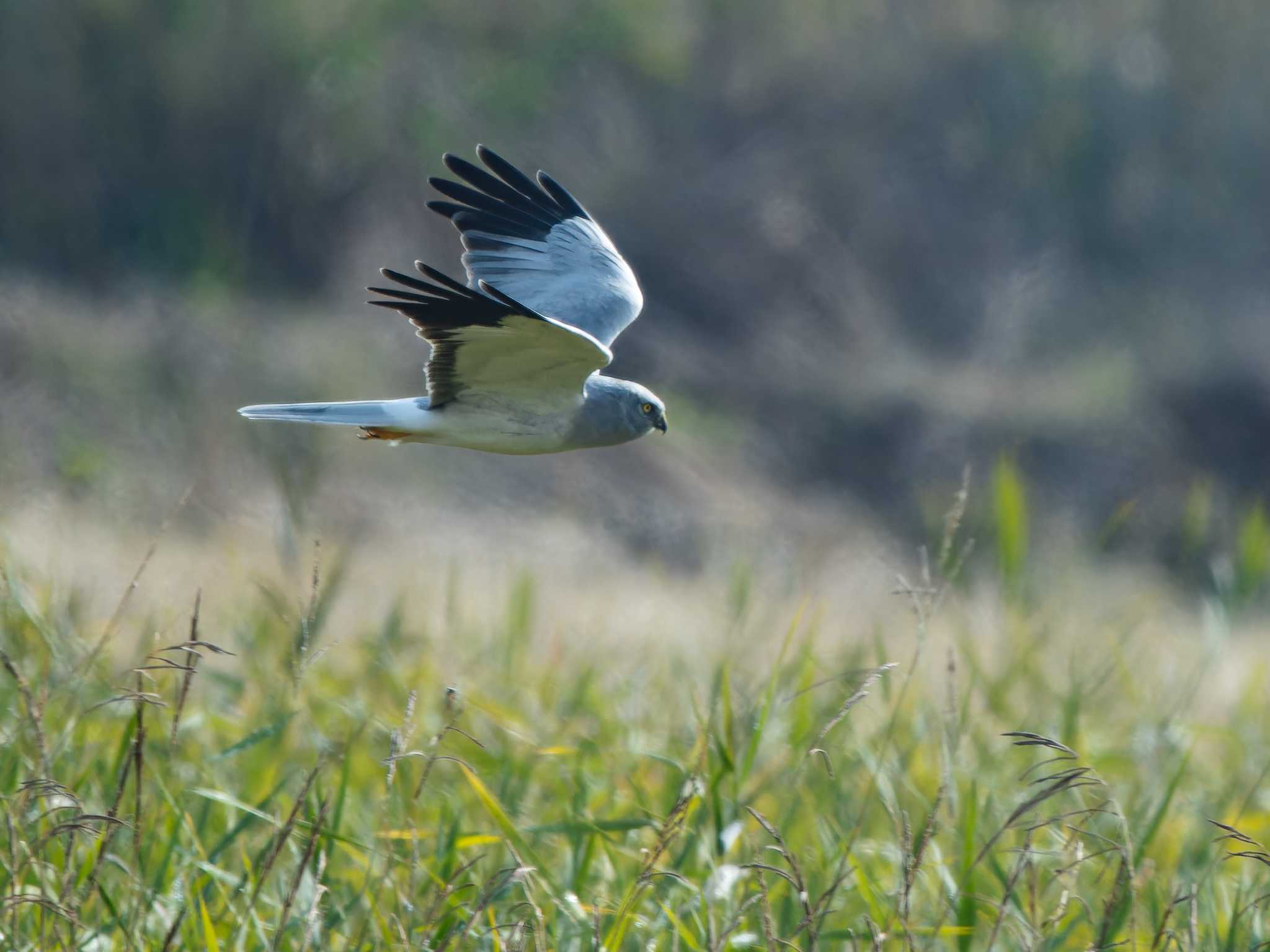 Hen Harrier