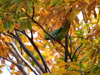 Indian Rose-necked Parakeet 多摩川台公園 Thu, 11/23/2023