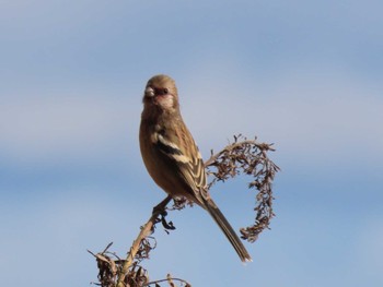 2023年12月1日(金) 蕪栗沼の野鳥観察記録