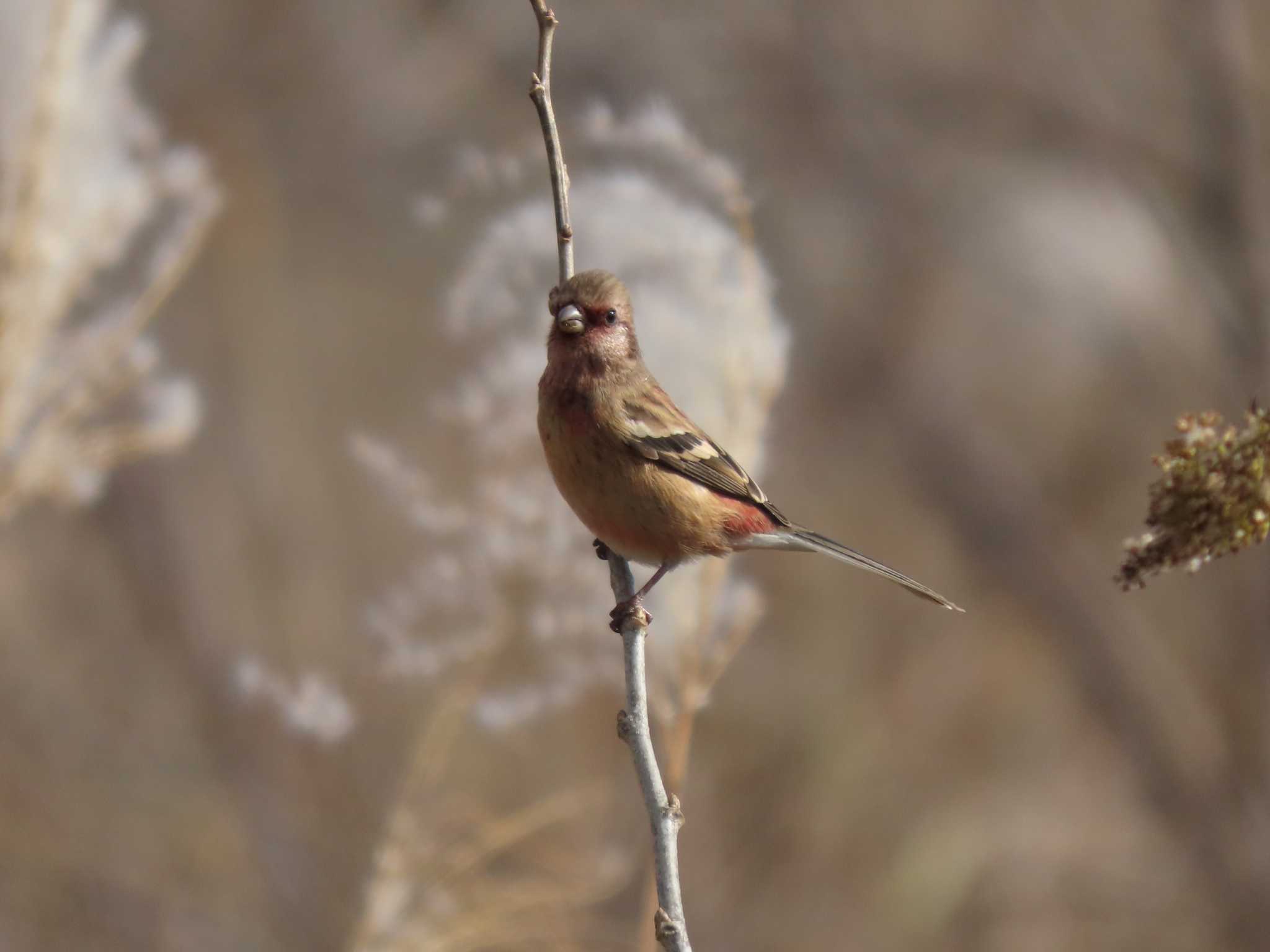 Siberian Long-tailed Rosefinch