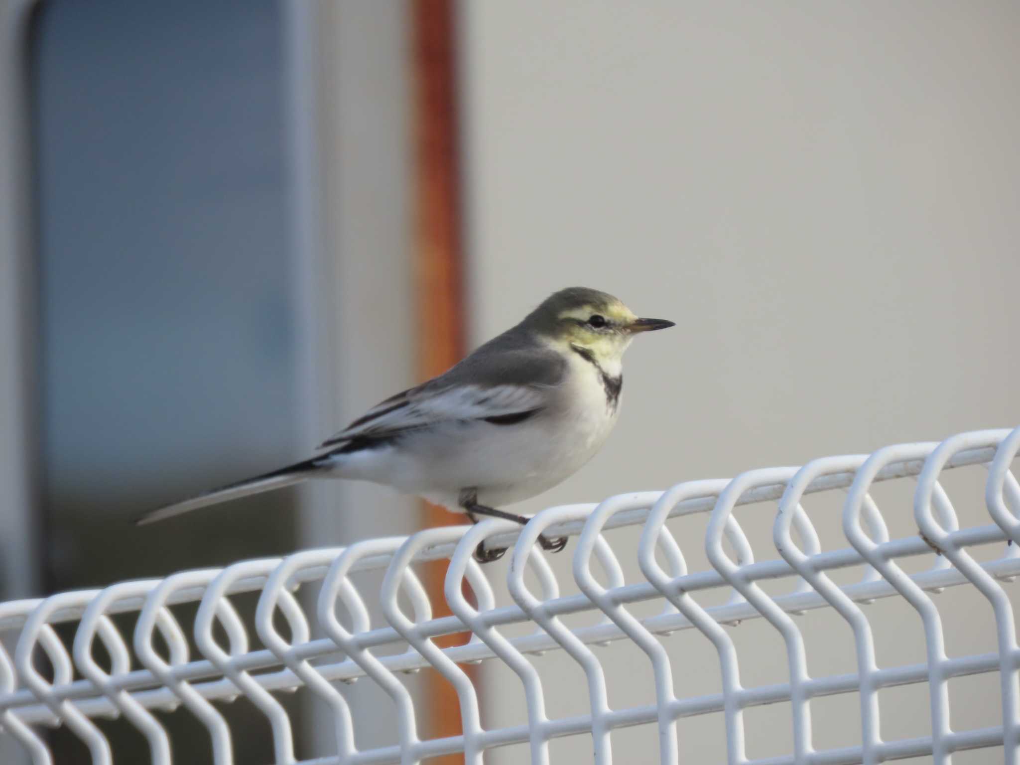 White Wagtail