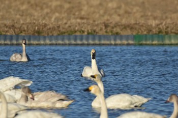 アメリカコハクチョウ 本埜村白鳥の郷 2023年11月30日(木)