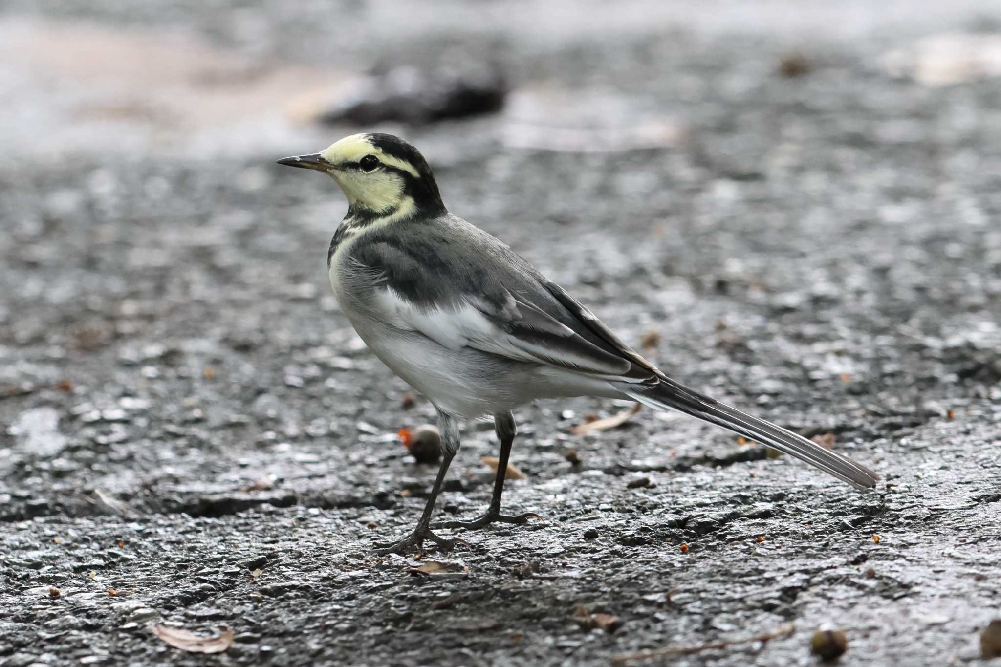 明石公園のハクセキレイ