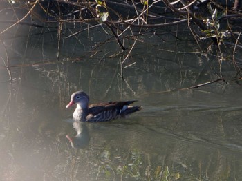 Thu, 11/30/2023 Birding report at 奈良山公園