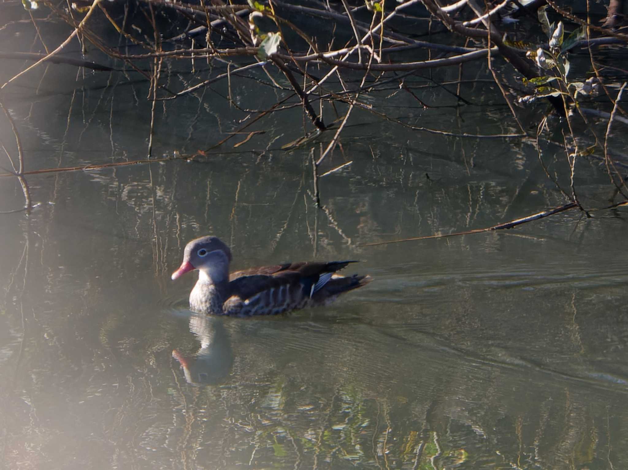 Photo of Mandarin Duck at 奈良山公園 by 丁稚