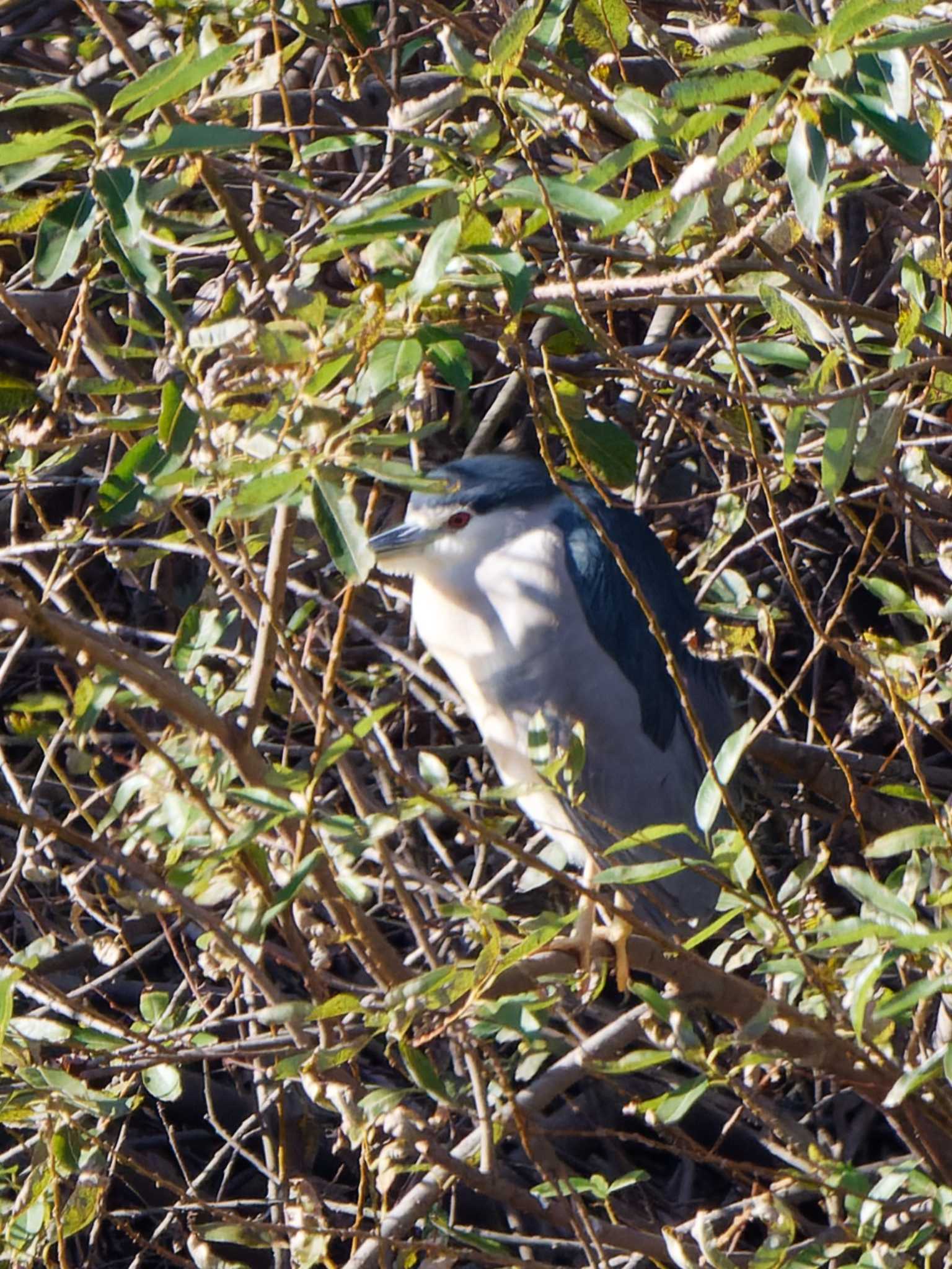 Photo of Black-crowned Night Heron at 奈良山公園 by 丁稚