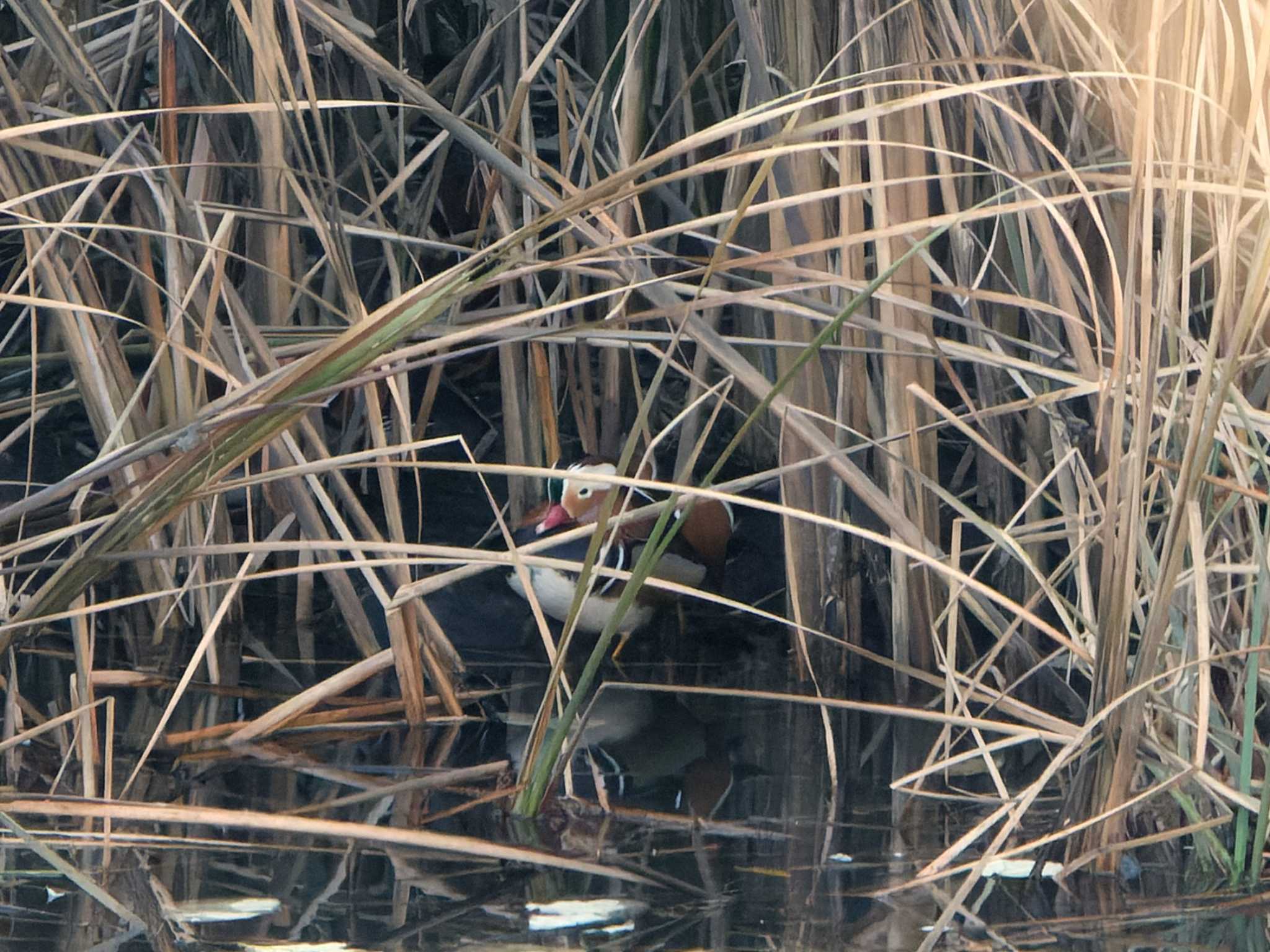 Mandarin Duck