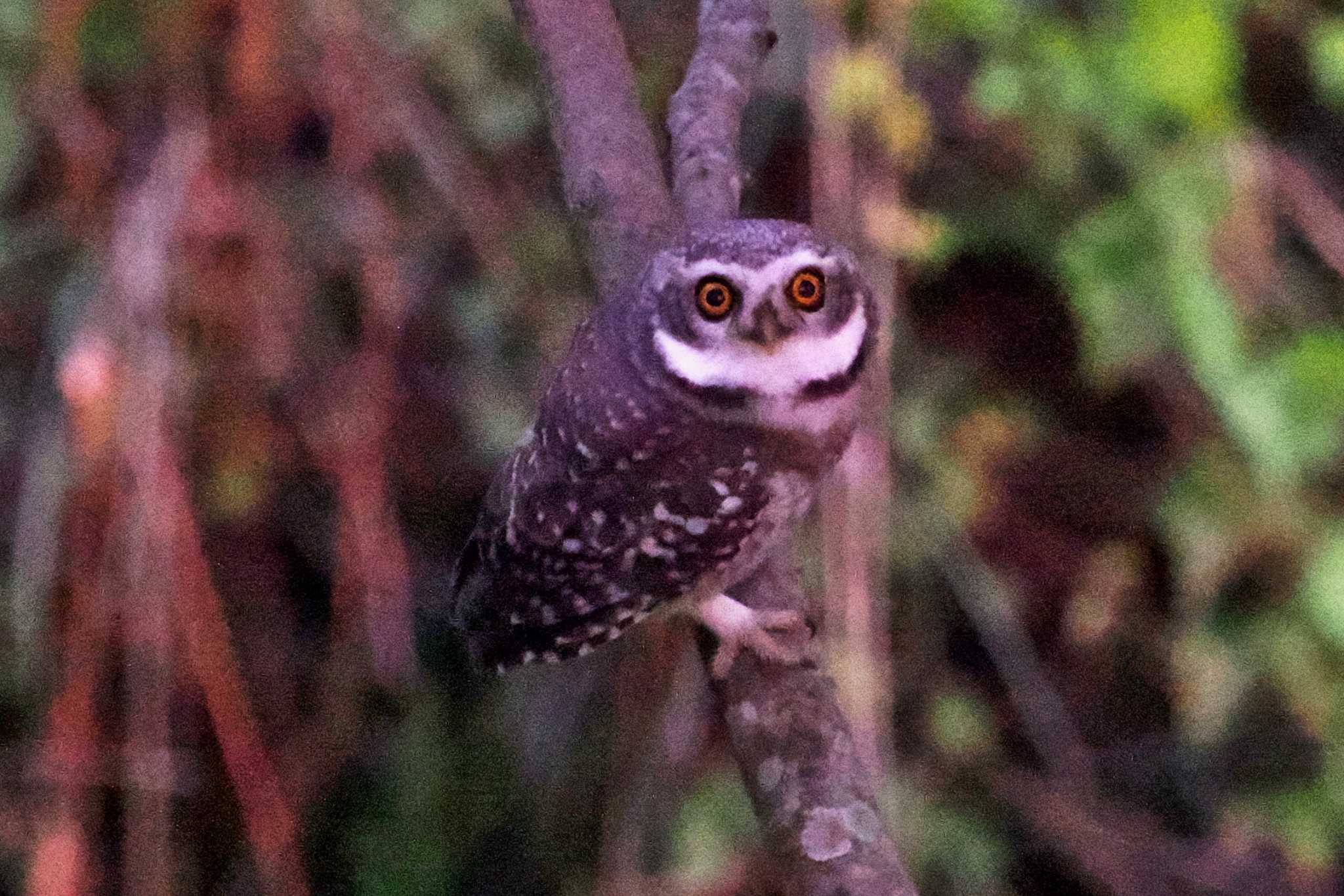 ネパール インドコキンメフクロウの写真