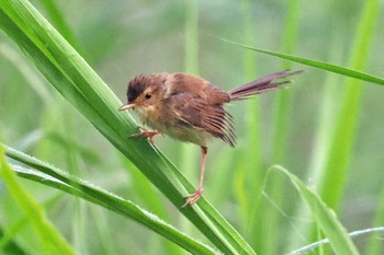 Plain Prinia ネパール Mon, 11/20/2023