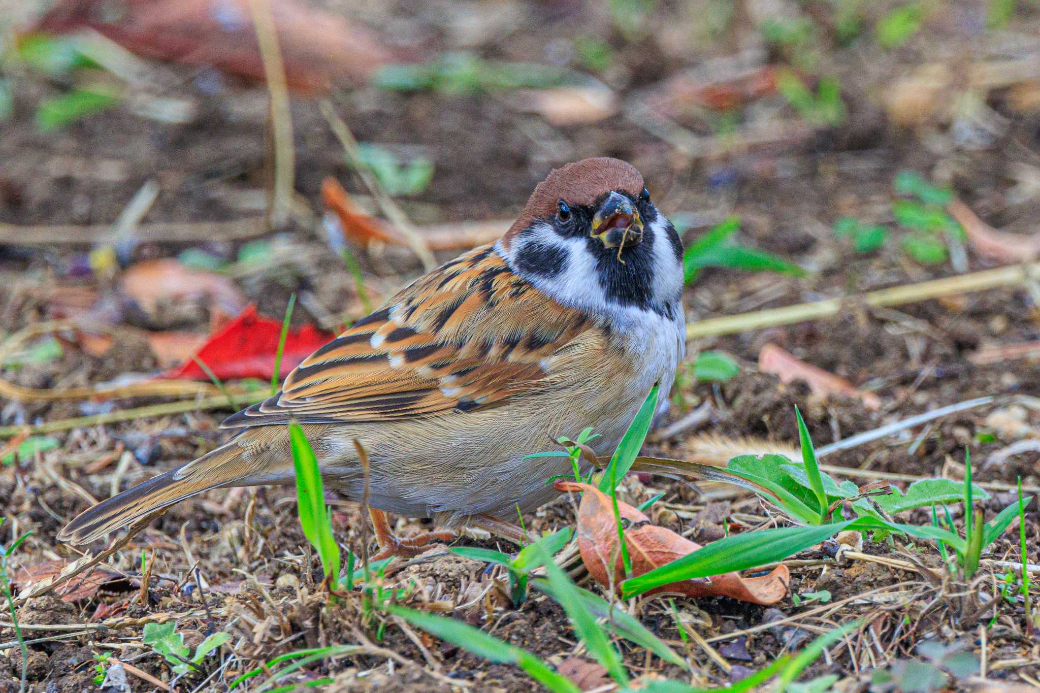 Photo of Eurasian Tree Sparrow at 石ケ谷公園 by ときのたまお