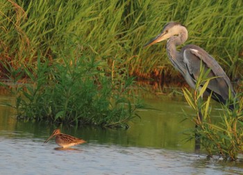 Latham's Snipe Unknown Spots Sun, 8/27/2023