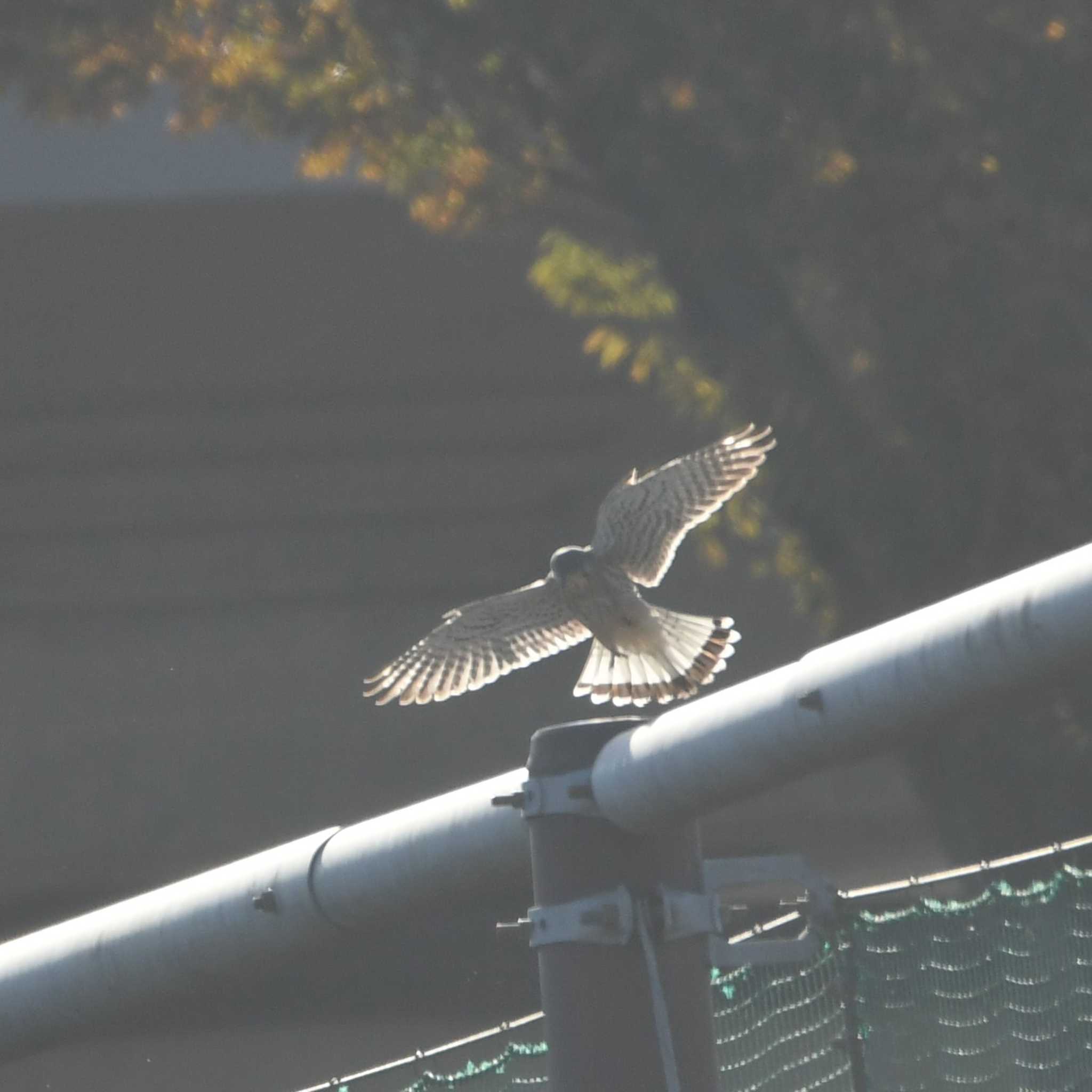 平戸永谷川(横浜市) チョウゲンボウの写真